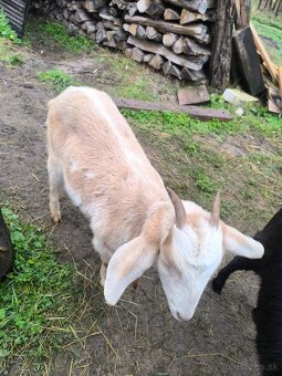 Predám Anglonúbijske kozy - 4