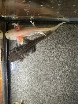 Axolotl mexický- vodní dráček - 4