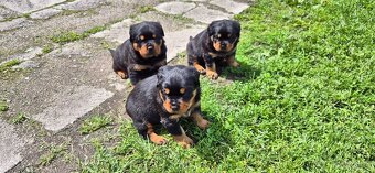 Rotvajler, Rottweiler s PP - 4