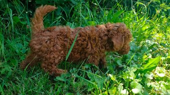 Pudel - 4