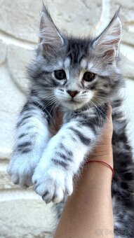 ⚜️Freya⚜️s PP Maine Coon Mainská Myvalia - 4