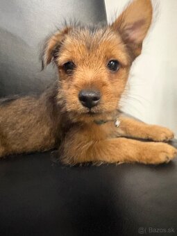 Darujem psíka - 4