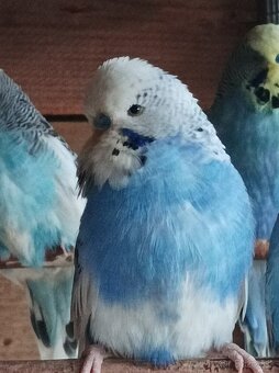 Predám andulky výstavné - 4