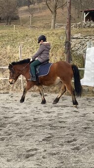 Šikovný pony valach - 4