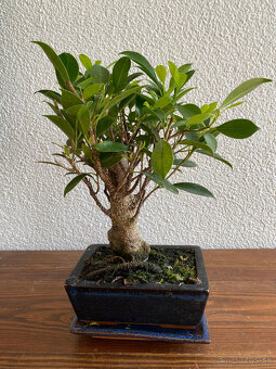 Fikus Ficus Retusa bonsaj4 - 4