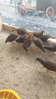 Sliepky mladky leghorn a vlaška jarabičia - 4