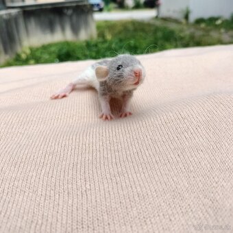 Potkaniky dumbo a štandart s VP - 4