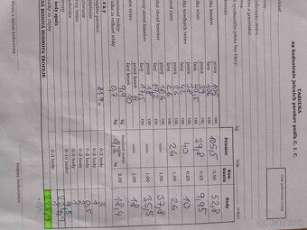 Trofej,parohy,parozie - 4