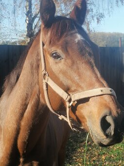 6 ročný valach - 4