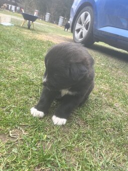 Šteniatka krížence borderkólie - 4