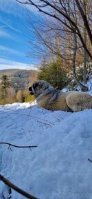 Kaukazsky ovčiak na krytie - 4
