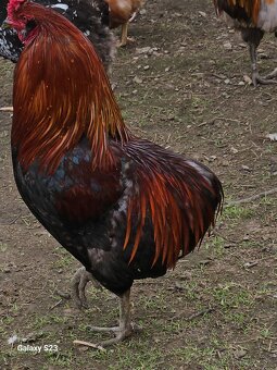 Predám nasadové vajíčka araucana - 4