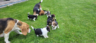 Beagle tricolor - 4