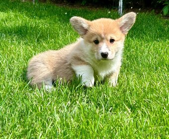 Welsh corgi pembroke - 4