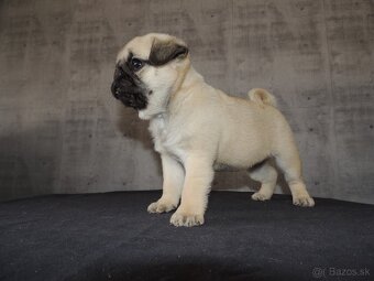 MOPS s PP. - 4