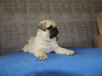 MOPS s PP. - 4