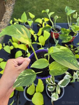 Pothos Epipremnum aureum - 4