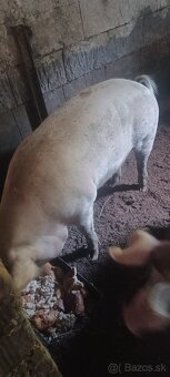 Predam jatočne ošipane - 4