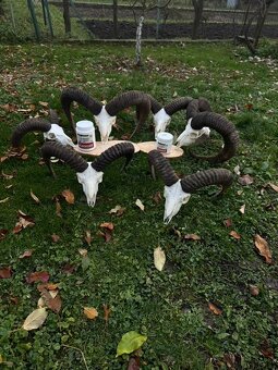 Úprava poľovníckych trofejí - 4