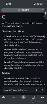 Bernský ovčiak - 4