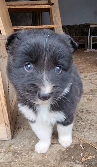 Steniatka border kolia - 4