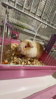 Morské prasiatko - Tedi - 4