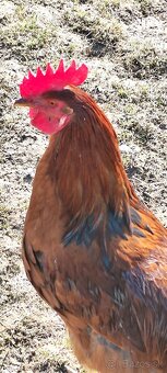 Predám kohútov - 4