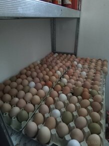 Domáce vajíčka - 4