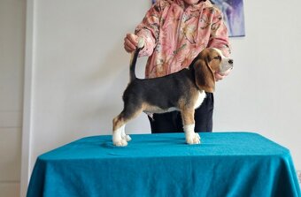 BEAGLE - bigl, beautiful puppies ZKwP/ FCI - 4