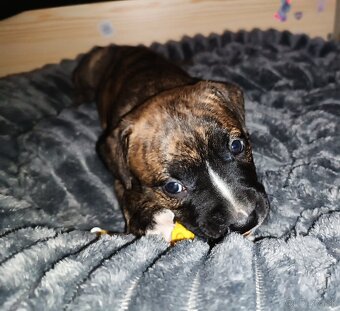 Americký pitbull teriér - 4