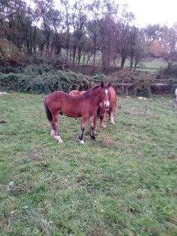 Predám ťažné zriebata - 4