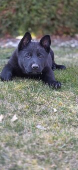 Predám nemecký ovčiak šteniatka s PP - 4