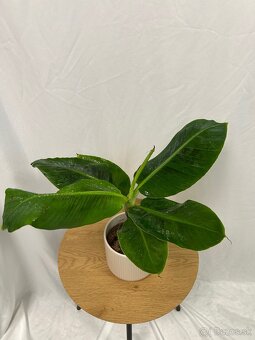 Musa Tropicana-Banánovník - 4