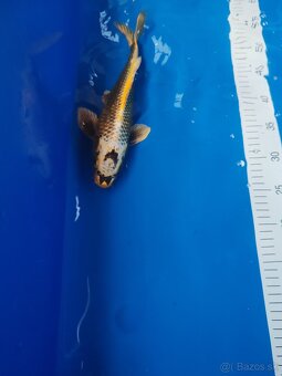 Koi kapor - 4