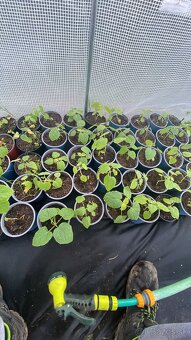 Paulownia Tomentosa rýchlorastúci strom - 4
