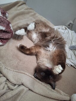 Ragdoll - 4