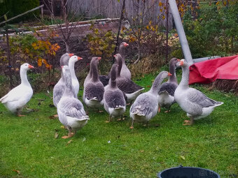 Predám mladé husi - 4