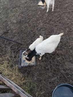 Holandska minikoza - 4