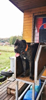 Box na výcvik psov - 4