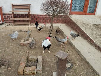 Násadové vajcia - 4