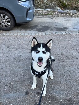 Sibírsky Husky - 4