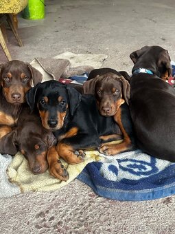 Doberman šteniatka - 4
