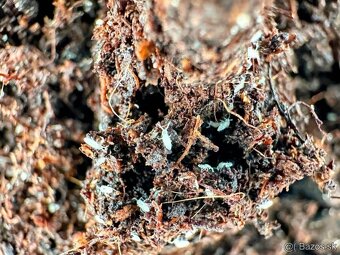 Chvostoskoky (Collembola) - 4