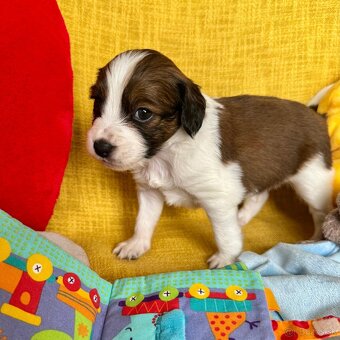 Šteniatka Kooikerhondje – Holandský vábič kačiek - 4