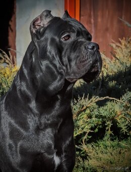 Kvalitné šteniatko Cane Corso - 4