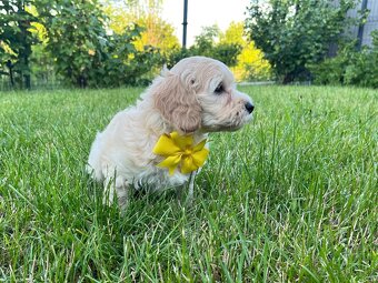 Maltipoo - šteniatko (fenka) - 4