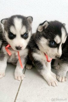 Šteniatka Husky ❤️ - 4