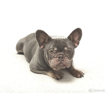 Francúzsky buldoček - 4