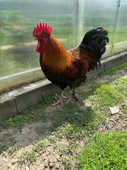 Marans - 4