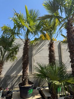 🌴 Predám  palmy Trachycarpus fortnei  🌴 - 4